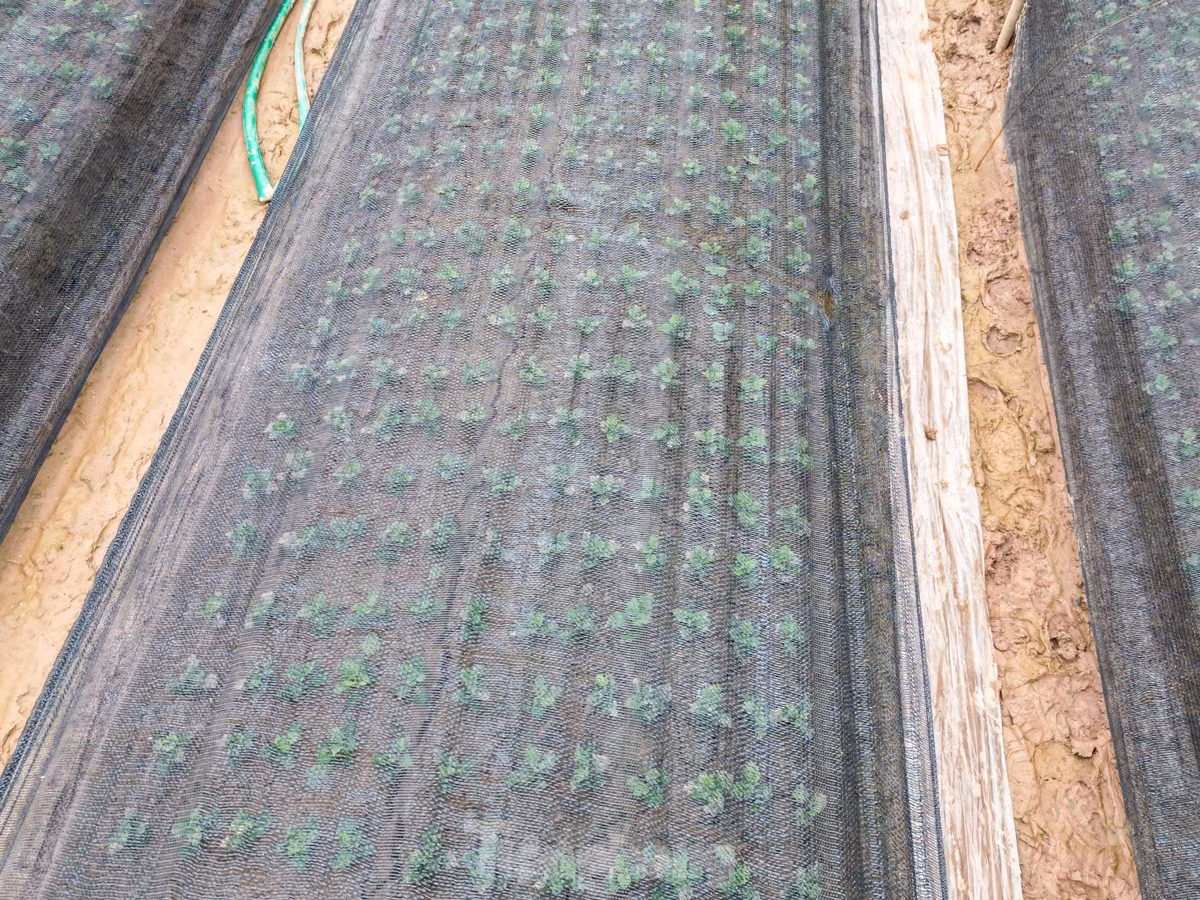 Một số vườn chỉ vừa mới được gieo trồng để cho kịp thu hoạch chính vụ dịp Tết.