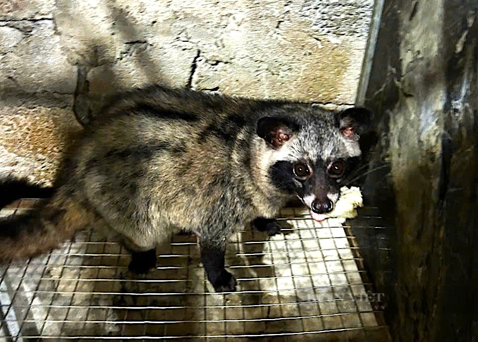 Nuoi con “ngay ngu dem thuc” toa mui huong ban 12 trieu/cap giong-Hinh-5