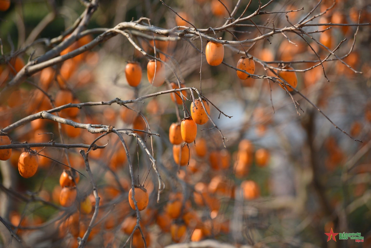 Háo hức check-in vườn hồng rực rỡ ngay giữ lòng Hà Nội - Hình 11 Hao huc check-in vuon hong ruc ro ngay giu long Ha Noi-Hinh-11