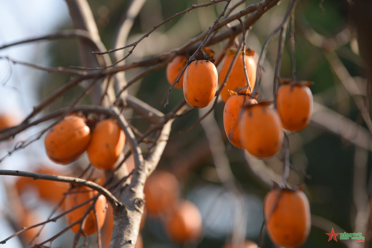 Háo hức check-in vườn hồng rực rỡ ngay giữ lòng Hà Nội - Hình 10 Hao huc check-in vuon hong ruc ro ngay giu long Ha Noi-Hinh-10