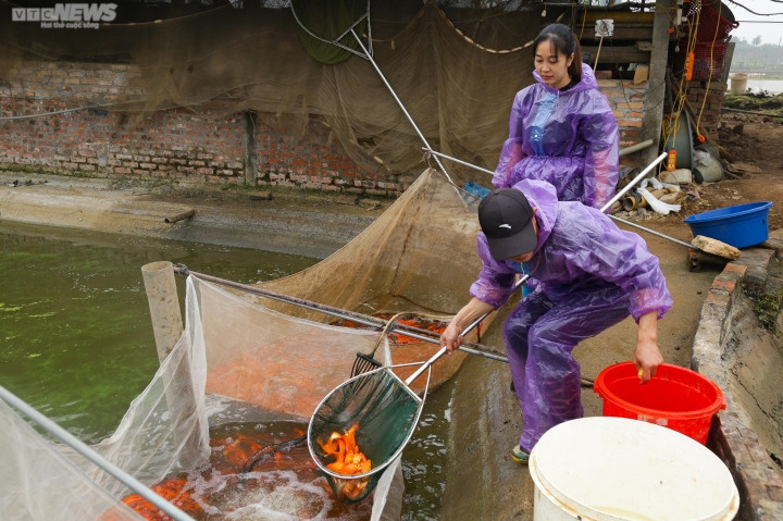 Trước khi cá chép đỏ được cung cấp ra ngoài thị trường, người nuôi sẽ chọn lọc những con cá tốt nhất, không để lẫn những con bị lỗi, yếu. Cá cũng được phân ra thành các loại khác nhau, tùy thuộc vào độ đẹp, độ lớn để định giá cho phù hợp.
