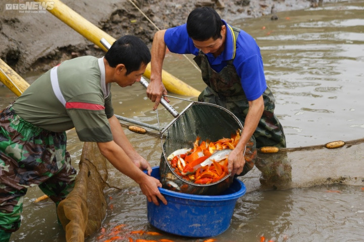 Còn để có được lứa cá chép đỏ vừa kịp phục vụ dịp 23 tháng Chạp, người dân Thủy Trầm phải thả giống từ tháng 6.