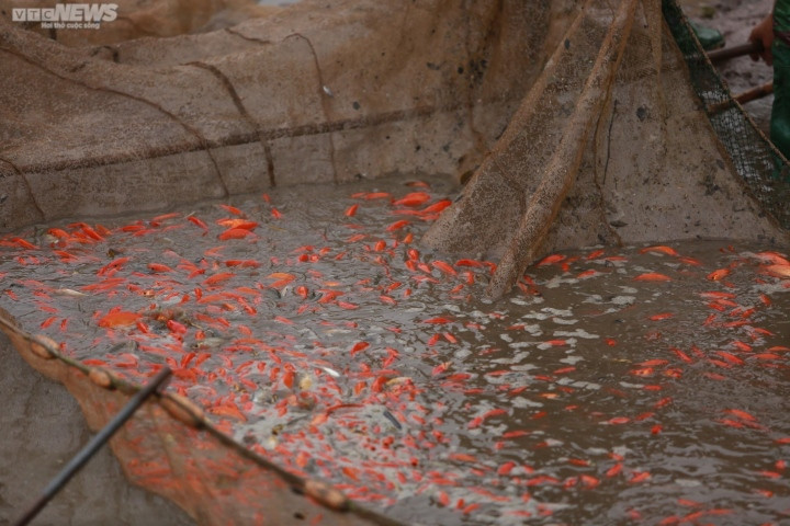 Thu hoạch cá cũng kỳ công. Bà con phải tát cạn ao, dồn cá về một góc rồi dùng vợt bắt.