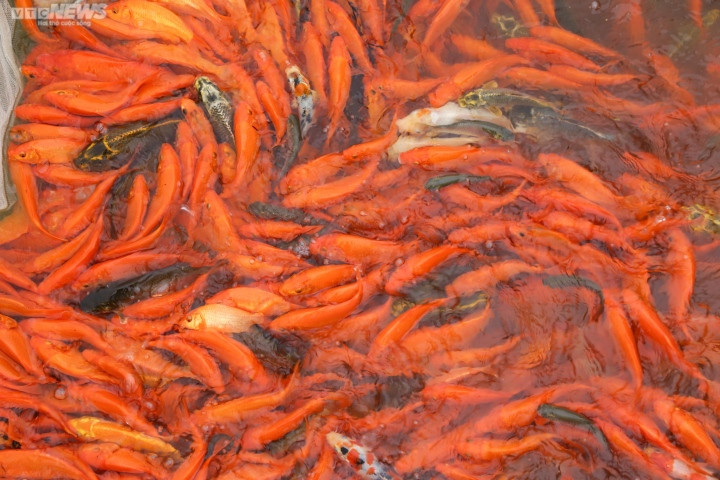 Ông Nguyễn Huy Luận, chủ một mẫu ao nuôi cá chép đỏ, cho biết: “Dịch bệnh COVID-19 đã được kiểm soát nên các hộ gia đình nuôi nhiều cá hơn, đạt năng suất cao hơn. Nhà tôi có hơn 1 mẫu ao thu được khoảng 1 tấn cá, giá bán ra cho thương lái từ 90.000 - 100.000 đồng/kg, hiện giờ số cá trong ao đã bán được khoảng hơn 90%, vụ cá này ước chừng thu có thể thu về 90 triệu đồng. Trừ tiền thức ăn, nhà tôi thu được 65 triệu đồng. Năm nay có thể gọi là “được mùa, trúng giá” nên bà con rất phấn khởi".