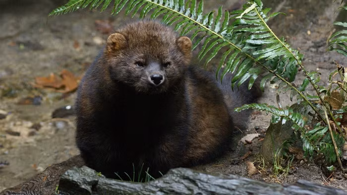 Meo danh ca thuc chat khong phai meo va cung khong bat ca-Hinh-2