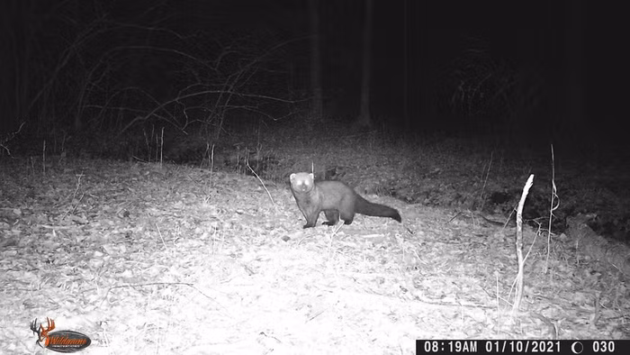 Meo danh ca thuc chat khong phai meo va cung khong bat ca-Hinh-4