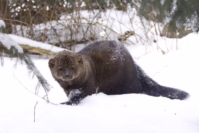Meo danh ca thuc chat khong phai meo va cung khong bat ca-Hinh-8