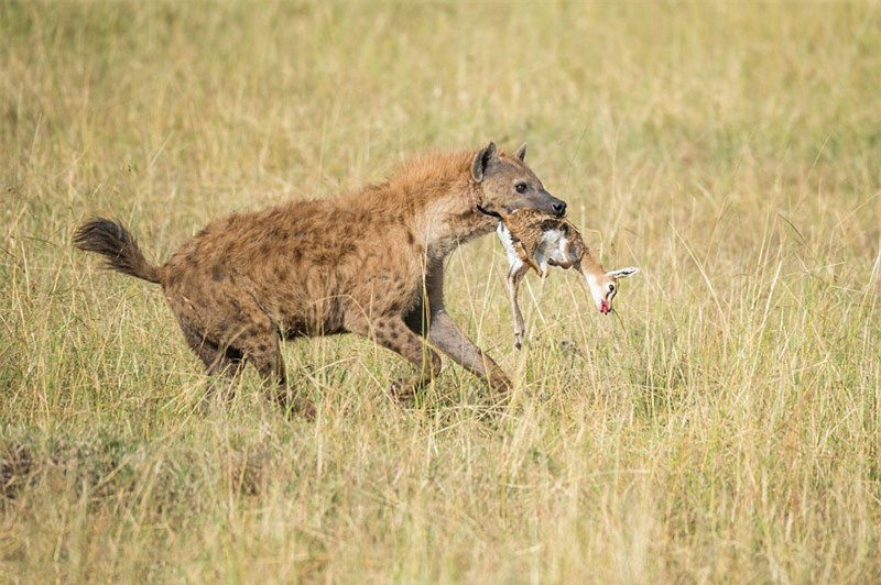 Theo nhiếp ảnh gia người Đức, con linh cẩu đã khiến ông phải ngỡ ngàng khi không giết chú linh dương con mới sinh. Bởi vì, thông thường linh cẩu sẽ ngay lập tức “xơi tái” mọi con mồi mà chúng tóm được.