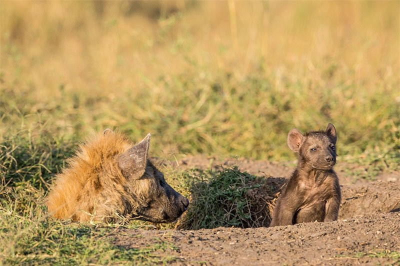 Bởi vì, nó muốn mang chú linh dương mới sinh về hang để dạy cho những đứa con của mình cách săn mồi.