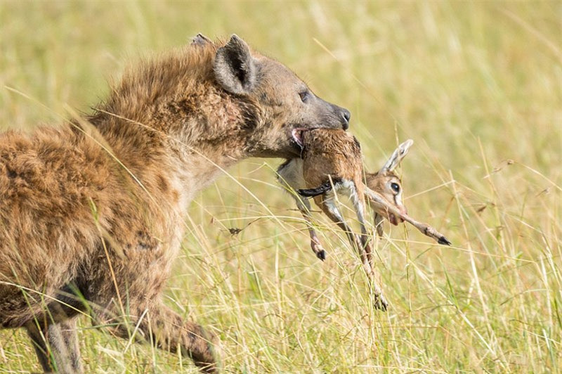 Cụ thể, đó chính là cảnh linh cẩu tóm gọn được chú linh dương mới sinh, nhưng không giết chết con mồi.