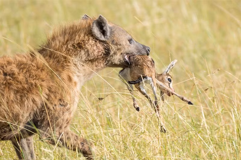 Cụ thể, đó chính là cảnh linh cẩu tóm gọn được chú linh dương mới sinh, nhưng không giết chết con mồi.
