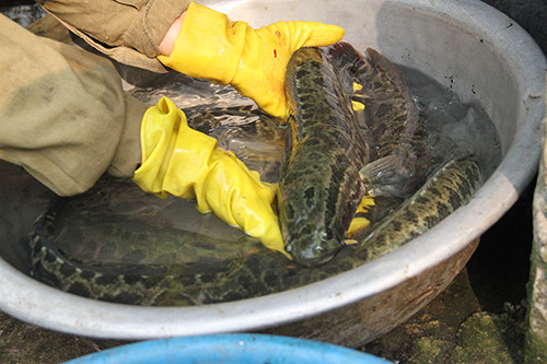 Ca tiem thuoc gay me nhap tu Trung Quoc doc hai the nao