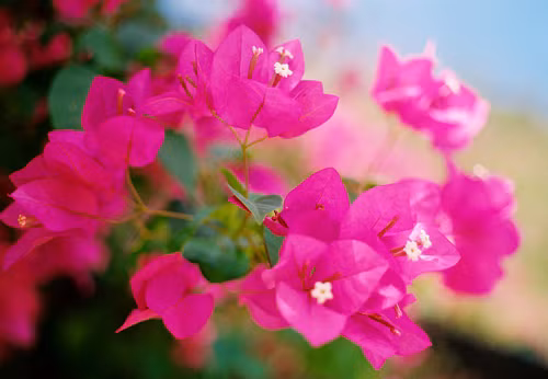 Cách lam hoa giay ra hoa quanh nam