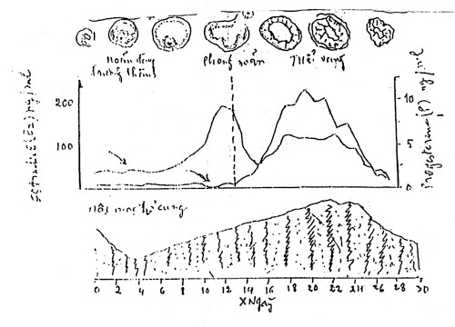 Biểu đồ. 4: Ngày 14 trứng rụng.
