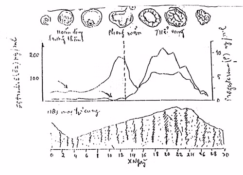Biểu đồ. 4: Ngày 14 trứng rụng.