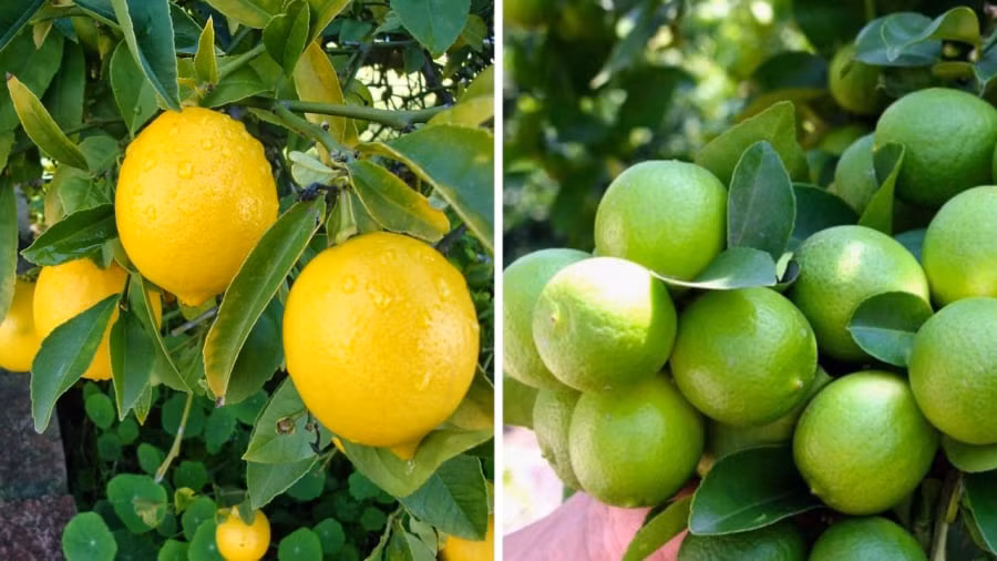 Tuy nhiên, phong thủy lưu ý rằng bạn không trồng chắn cửa hay cổng chính mà phải trồng chếch ra hai bên để không ngăn cản tài lộc và luồng khí tốt vào nhà. * Thông tin chỉ mang tính tham khảo