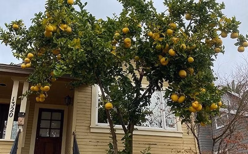 Theo người Hồng Kông, những quả cam, quả quất chín vàng tượng trưng cho vàng, vì chữ "cam" phát âm là "kim" tức là "vàng".