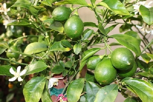 Nếu có diện tích đất rộng, bạn cũng có thể cân nhắc trồng cây cam, cây chanh, cây quất (tắc) trước cửa.