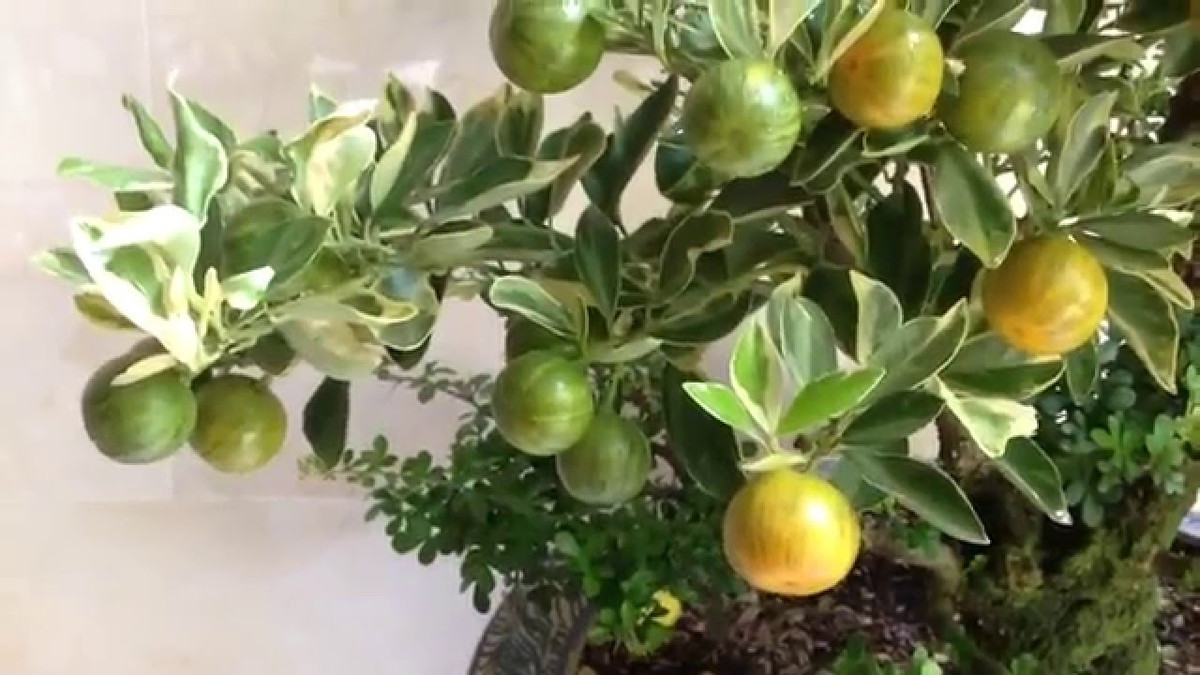 Theo phong thủy, cam, chanh, quất là cây thích hợp để trồng trước cửa. Quả của ba loại cây này có hình dáng tròn xoe, nặng trĩu cành, là biểu tượng của tài lộc, thịnh vượng, viên mãn.