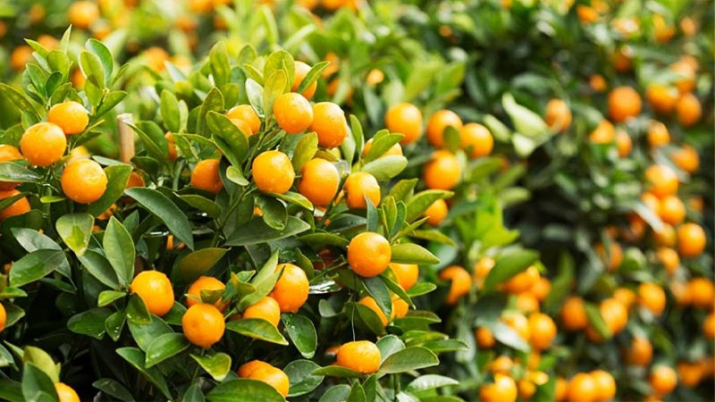 Điều này, giải thích nguyên nhân vì sao mỗi lần Tết đến, chúng ta thường mua một chậu quất hoặc chậu cam lớn có nhiều trái chín vàng chưng trong nhà.
