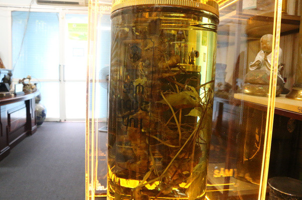 Loại 'rễ cây' quý nhất thế giới ở Việt Nam: 10 năm mới lớn - Hình 5 Loai 're cay' quy nhat the gioi o Viet Nam: 10 nam moi lon-Hinh-5