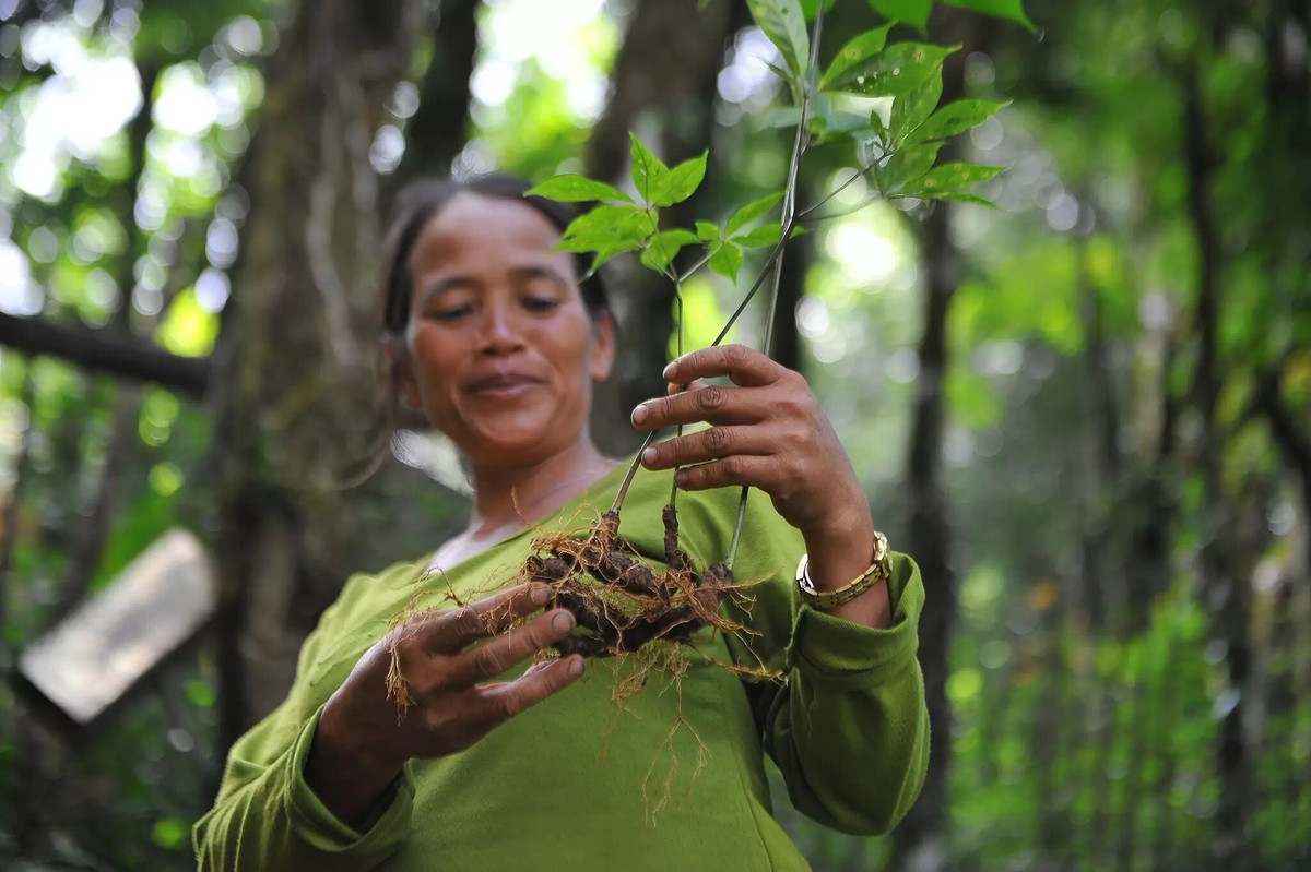Loại 'rễ cây' quý nhất thế giới ở Việt Nam: 10 năm mới lớn - Hình 4 Loai 're cay' quy nhat the gioi o Viet Nam: 10 nam moi lon-Hinh-4