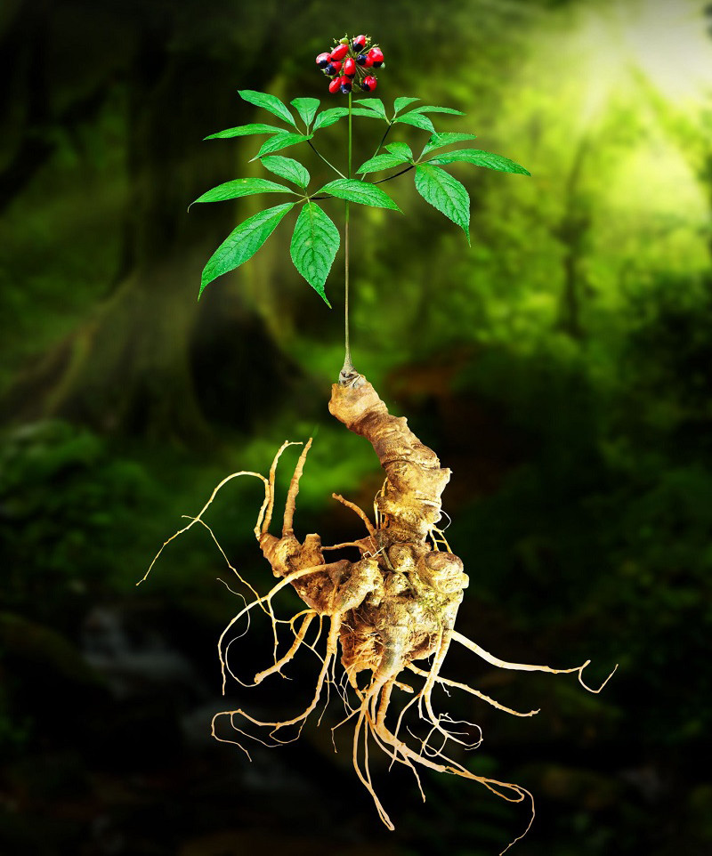 Loại 'rễ cây' quý nhất thế giới ở Việt Nam: 10 năm mới lớn Loai 're cay' quy nhat the gioi o Viet Nam: 10 nam moi lon