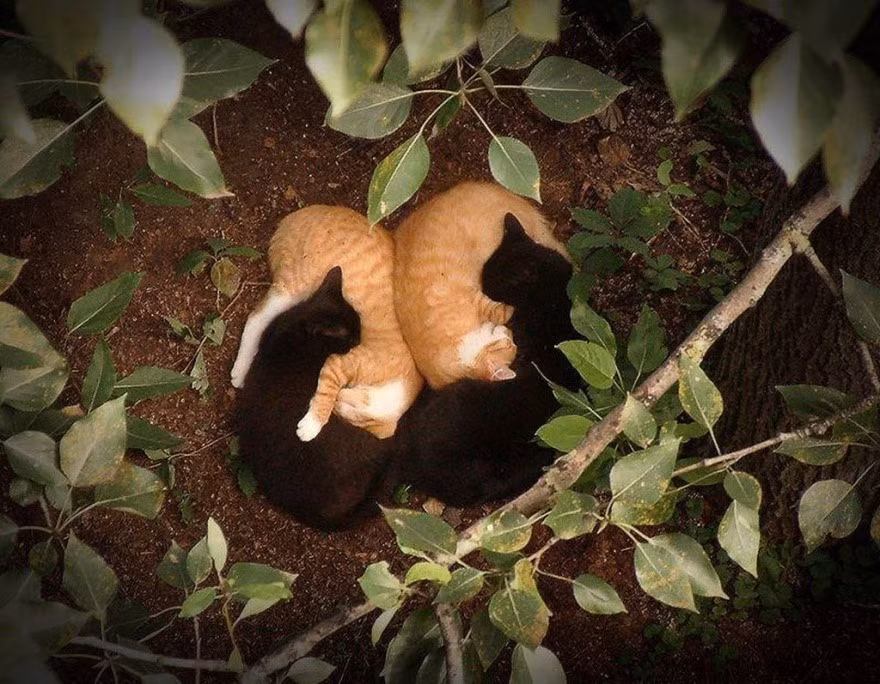 Hai đôi mèo gây chú ý khi có tạo hình như biểu tượng âm dương. Ảnh: LiveJournal.