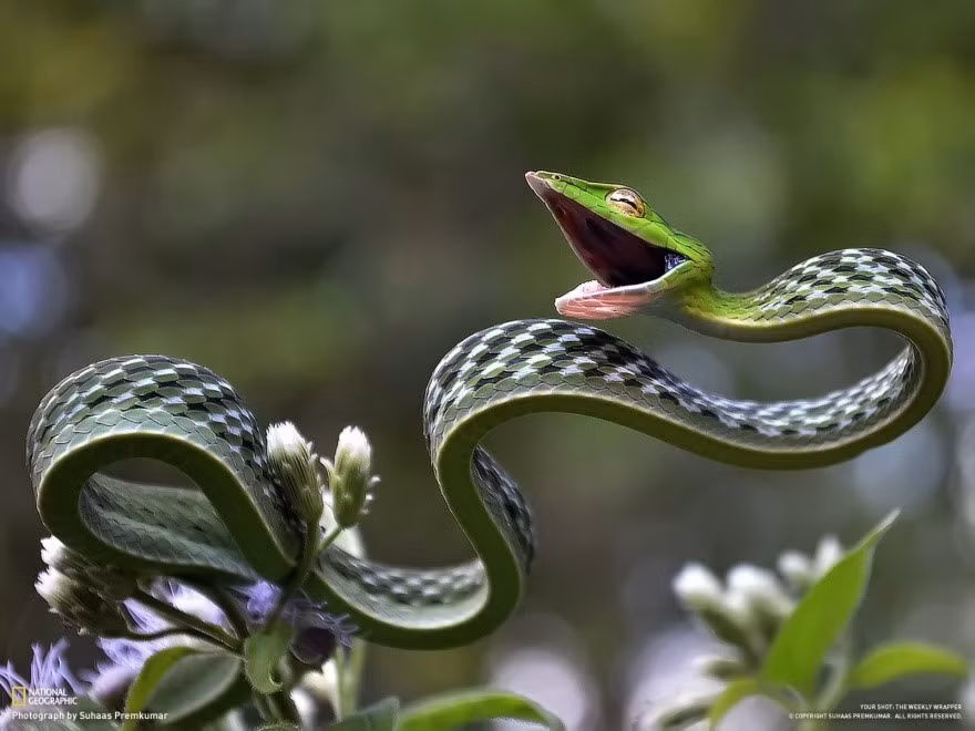 Đây có lẽ là con rắn vui vẻ nhất thế giới. Ảnh: Blog.1in.