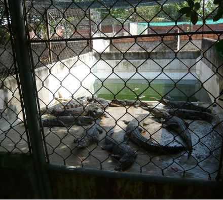 Trong khi đó, hàng chục con khác lại bị nuôi nhốt chung. Chúng có thể tấn công lẫn nhau và khi thương tích phát sinh sẽ dẫn đến nhiễm trùng hay bệnh tật.