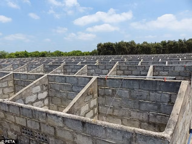 Một trang trại nuôi giữ 5.000 con cá sấu trong các chuồng bê tông nhỏ. Nhân viên của PETA từng đến một trang trại nuôi giữ hàng chục nghìn cá sấu và giết khoảng 1.500 cá thể mỗi quý.