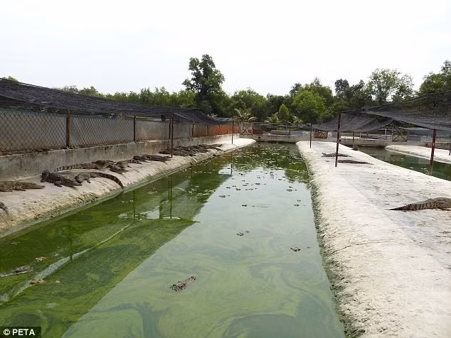 Loài vật này được nuôi trong điều kiện bẩn thỉu và bị lột da sống cho các nhà máy sản xuất túi da cá sấu, ví, và các mặt hàng khác.