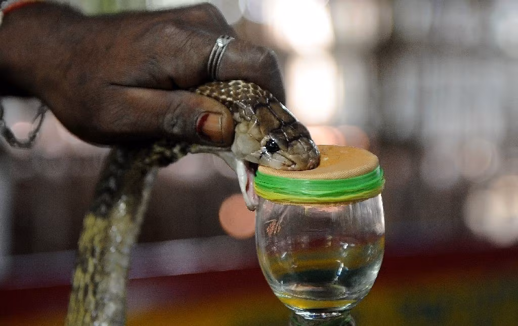 Trở về trung tâm, Kali và Vedan đặt rắn trong nồi đất, chuẩn bị chích nọc độc. Họ sẽ giữ chặt đầu rồi ấn phần răng nanh vào lớp da ở trên miệng cốc thuỷ tinh, từng giọt nọc độc sẽ chảy xuống.