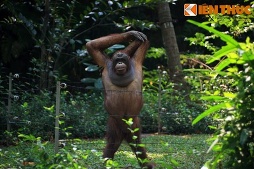 Ngày nay, Thảo Cầm Viên đã trở thành một vườn thú lớn với 590 đầu thú thuộc 125 loài, thực vật có 1800 cây gỗ thuộc 260 loài, 23 loài lan nội địa, 33 loài xương rồng, 34 loại bon sai... và đang được bổ sung thêm. Không chỉ là một trung tâm bảo tồn nổi tiếng, đây còn là một trong những địa điểm vui chơi giải trí hàng đầu của Sài Gòn.