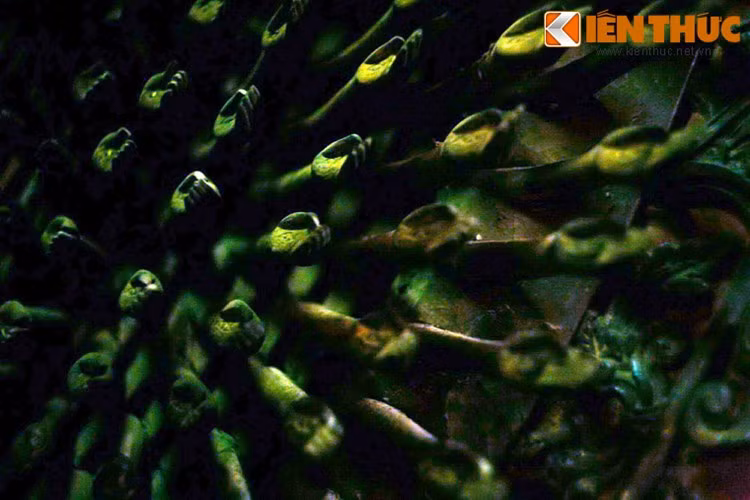 Xung quanh tượng là 42 cánh tay lớn và 952 cánh tay nhỏ tạo thành nhiều lớp vòng hào quang tỏa sáng. Trong mỗi lòng bàn tay có một con mắt, tượng trưng cho sự giác ngộ.