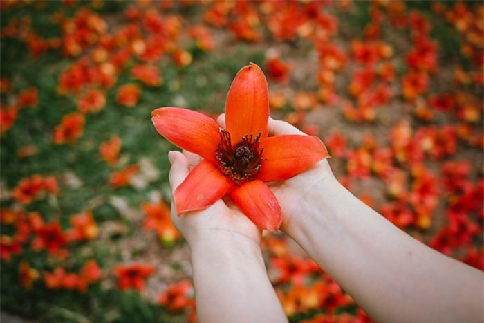 Bông hoa gạo to bằng lòng bàn tay với 5 cánh đều nhau, màu đỏ tươi rực rỡ. Đây là loài hoa đặc trưng của miền Bắc, thường nở vào giữa tháng ba đến đầu tháng tư, cũng là thời điểm giao mùa.