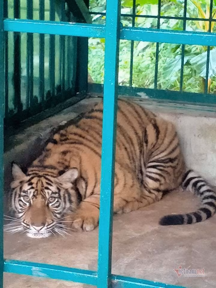 Sáng 23/3, Phó giám đốc Trung tâm chăm sóc, phục hồi động vật hoang dã (Vườn quốc gia Phong Nha-Kẻ Bàng) Trần Ngọc Anh cho biết, 7 cá thể hổ di chuyển từ Nghệ An đang được cách ly tại khu riêng trước khi thả vào khu vực bán hoang dã.