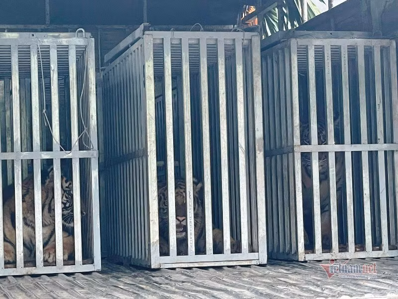 Theo ông Anh, chiều 22/3, các cá thể hổ sau khi đến Vườn quốc gia Phong Nha-Kẻ Bàng được đưa vào Khu cứu hộ Động vật hoang dã của Trung tâm cứu hộ bảo tồn và phát triển sinh vật, sau đó di chuyển đến một khu vực nhốt riêng.