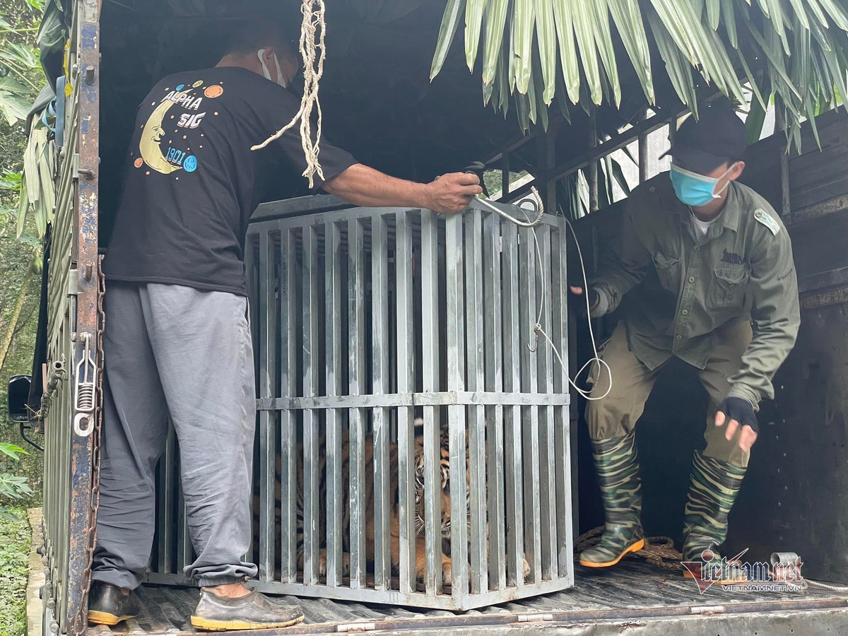 "Mức độ và thời gian stress của các loài động vật phụ thuộc vào khoảng cách cũng như chủng loài, có loài sẽ bỏ ăn ít ngày, nhưng có loài sẽ bỏ ăn nhiều ngày hơn. Hết thời gian cách ly, các cá thể hổ sẽ được đưa đến khu vực nuôi bán hoang dã riêng” – ông Trí nói.