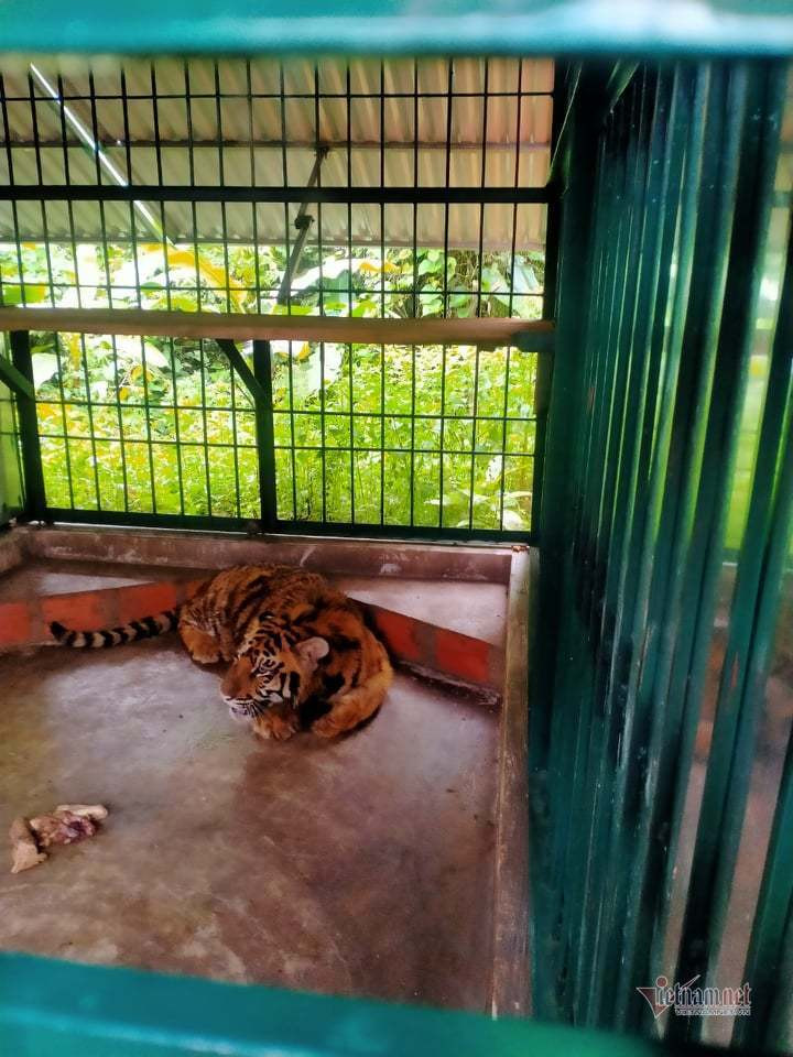 "Hổ lúc mới về có căng thẳng nên gầm mạnh khiến các cá thể linh trưởng ở đây huyên náo. Sáng nay, nhân viên đã cho hổ ăn, sức khỏe của 7 cá thể hổ đã ổn định", ông Anh nói.