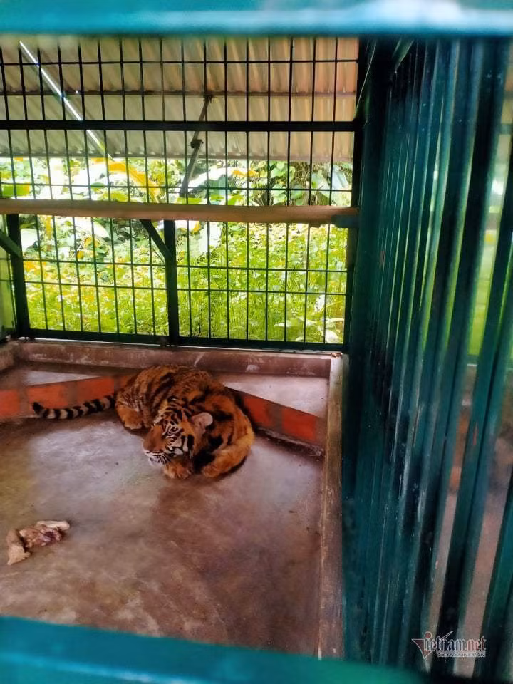 "Hổ lúc mới về có căng thẳng nên gầm mạnh khiến các cá thể linh trưởng ở đây huyên náo. Sáng nay, nhân viên đã cho hổ ăn, sức khỏe của 7 cá thể hổ đã ổn định", ông Anh nói.