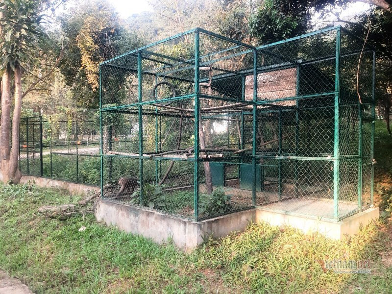 Trước đó, 7 cá thể hổ được cảnh sát thu giữ trong một vụ án về buôn bán, vận chuyển động vật hoang dã ở Nghệ An. Sau đó toàn bộ 7 cá thể hổ được bàn giao cho Trung tâm Cứu hộ động vật hoang dã Vườn quốc gia Pù Mát chăm sóc. 