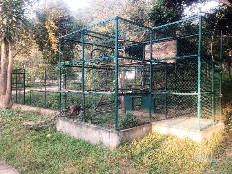 Trước đó, 7 cá thể hổ được cảnh sát thu giữ trong một vụ án về buôn bán, vận chuyển động vật hoang dã ở Nghệ An. Sau đó toàn bộ 7 cá thể hổ được bàn giao cho Trung tâm Cứu hộ động vật hoang dã Vườn quốc gia Pù Mát chăm sóc. 