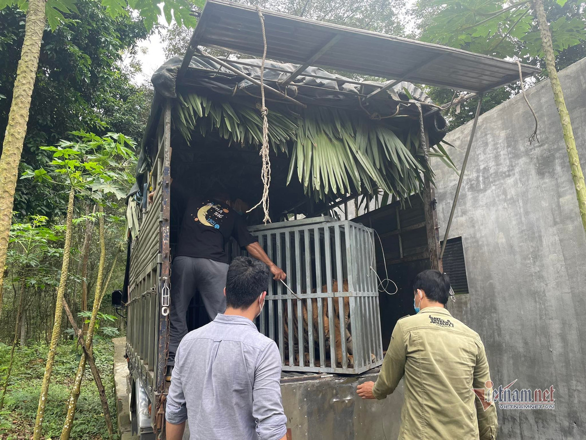 Phó giám đốc Vườn quốc gia Đinh Huy Trí chia sẻ, việc đưa hổ về đây nuôi nhốt gần với các loài động vật khác có thể gây ra stress (căng thẳng) cho các loài động vật đang được cứu hộ, phục hồi tại đây.