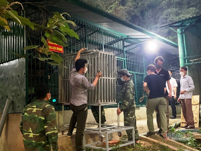 Di chuyển hổ vào khu cách ly tạm một thời gian. Ảnh: Thanh Hà