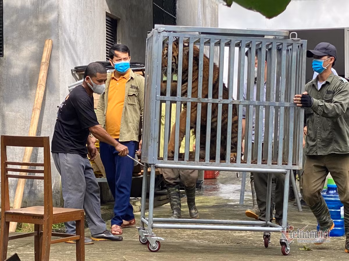 Ông Phạm kim Vương - Trưởng bộ phận Cứu hộ động vật hoang dã (Trung tâm cứu hộ, bảo tồn và phát triển sinh vật) cho biết: Trung tâm đang cứu hộ và phục hồi cho 13 loài, trong đó có 12 loài thú và 1 loài chim với hơn 80 cá thể. Trong đó, loài động vật có số lượng cứu hộ và phục hồi nhiều nhất là nhóm linh trưởng.