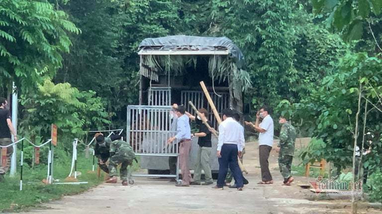Vườn quốc gia Phong Nha-Kẻ Bàng đưa những cá thể hổ vào khu nuôi nhốt mới. Ảnh: Thanh Hà