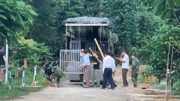 Vườn quốc gia Phong Nha-Kẻ Bàng đưa những cá thể hổ vào khu nuôi nhốt mới. Ảnh: Thanh Hà