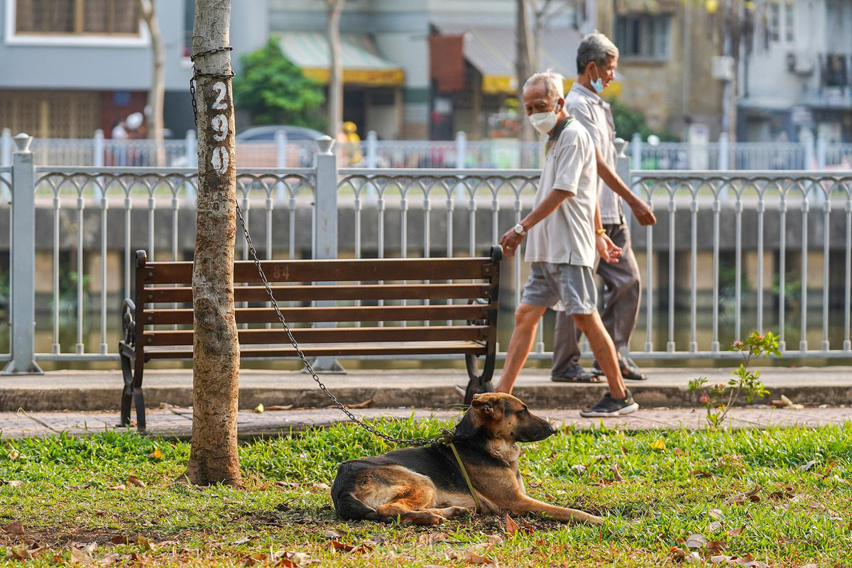 "Nhiều người mang thú nuôi ra đây cột, tắm nắng mà không cạnh bên trông giữ, đi ngang sợ lắm", ông Lê Văn Tài, ngụ phường 2, Phú Nhuận cho biết.