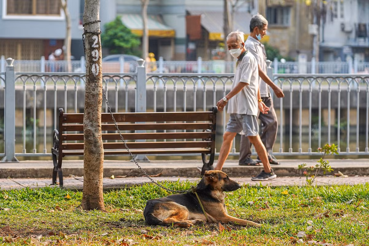 "Nhiều người mang thú nuôi ra đây cột, tắm nắng mà không cạnh bên trông giữ, đi ngang sợ lắm", ông Lê Văn Tài, ngụ phường 2, Phú Nhuận cho biết.